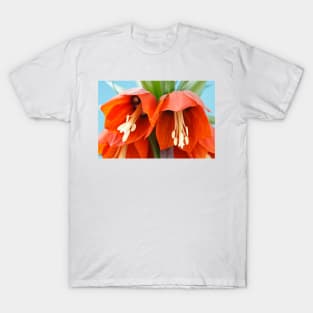 Fritillaria imperialis  &#39;Rubra&#39;  Crown imperial  Fritillary T-Shirt